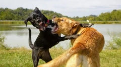 Чому собака кидається на інші собаки?