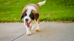 Чому собака часто дихає?