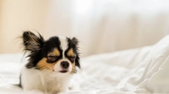 Чому собака часто завантажує?