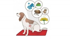 Чому собака свербіж?