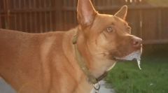 Чому собака тягне свої лапи в сні