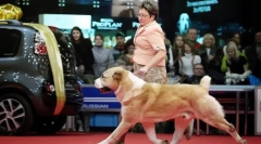 Чому собака повинна піти ліворуч від власника