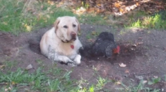 Чому собака їсть землю