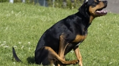 Чому собака йде на папу?