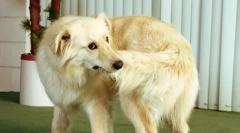 Чому собака нібить хвіст?