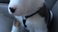 Чому собака ikat