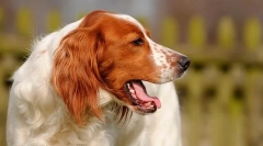 Чому собака кашт