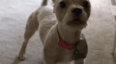 Чому листя собаки