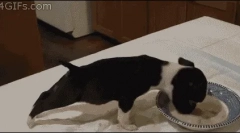 Чому собака не їсть суху їжу?