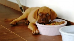 Чому собака не їсть?