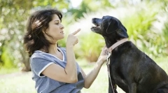 Чому собака не виконує команди?