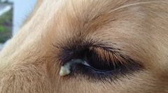 Чому собака обертає очі