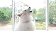 Чому собака стуфік самостійно, і як відлучити його від нього