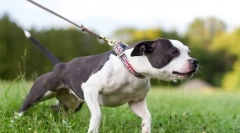 Чому собака тягне повідку?