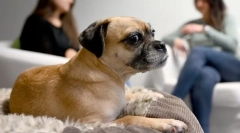 Чому собака трясе