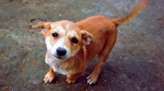 Чому собака виганяє хвіст?