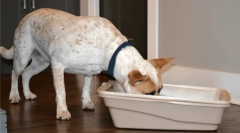 Чому собаки їдять екскременти кішки?