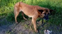 Чому собаки їдять своїх цуценят