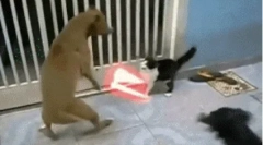 Чому собаки не люблять кішок?