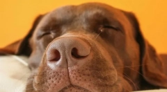 Чому собаки ростуть і скулив у сні?