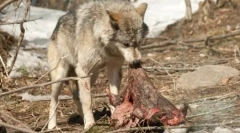 Чому собаки поховають їжу