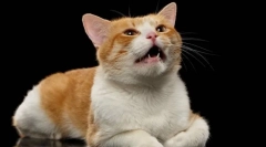 Чому стерилізований кіт кричати?