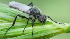 Чому толстоножков називається мартума?