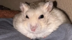 Чому хом'як не відкриває або мерехтять очі, що робити