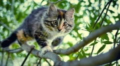 Чому коти мають очі світяться в темряві