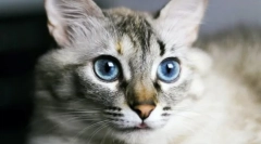 Чому кішки вологий ніс?