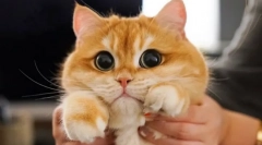 Чому кішки розширюють учнів?