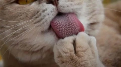 Чому кішки мають грубу язик