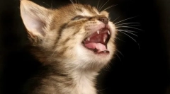 Чому кішки падають зуби?