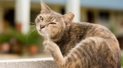 Чому кішки скрипуються?