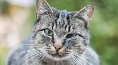 Чому кішки фантастичні очі?