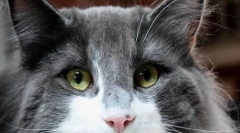 Чому кішки червоні очі?