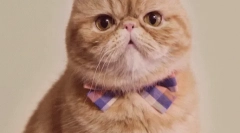 Чому колір кота змінюється?