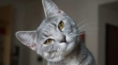 Чому кіт розбухає нижню губу?