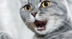 Чому кішки погано пахнуть рота?