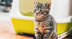 Чому кішка не може?