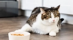 Чому кішка дав апетит?