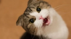 Чому кішка мала голос?