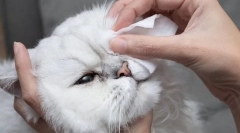 Чому кішка отримає їхні очі?