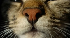 Чому кішки сухий ніс?