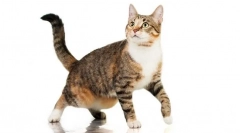 Чому кішка висить шкіру на животі?