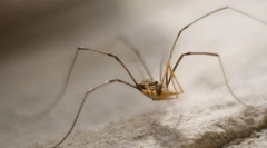 Чому сіна сіна так легко?