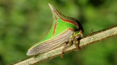 Чому вмботи виглядає як шип?