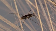 Чому водяні камери не підкрадаються?