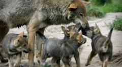 Чому вовни надих так рідко