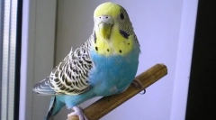 Чому хвилястий папуга тремтять і трясеться